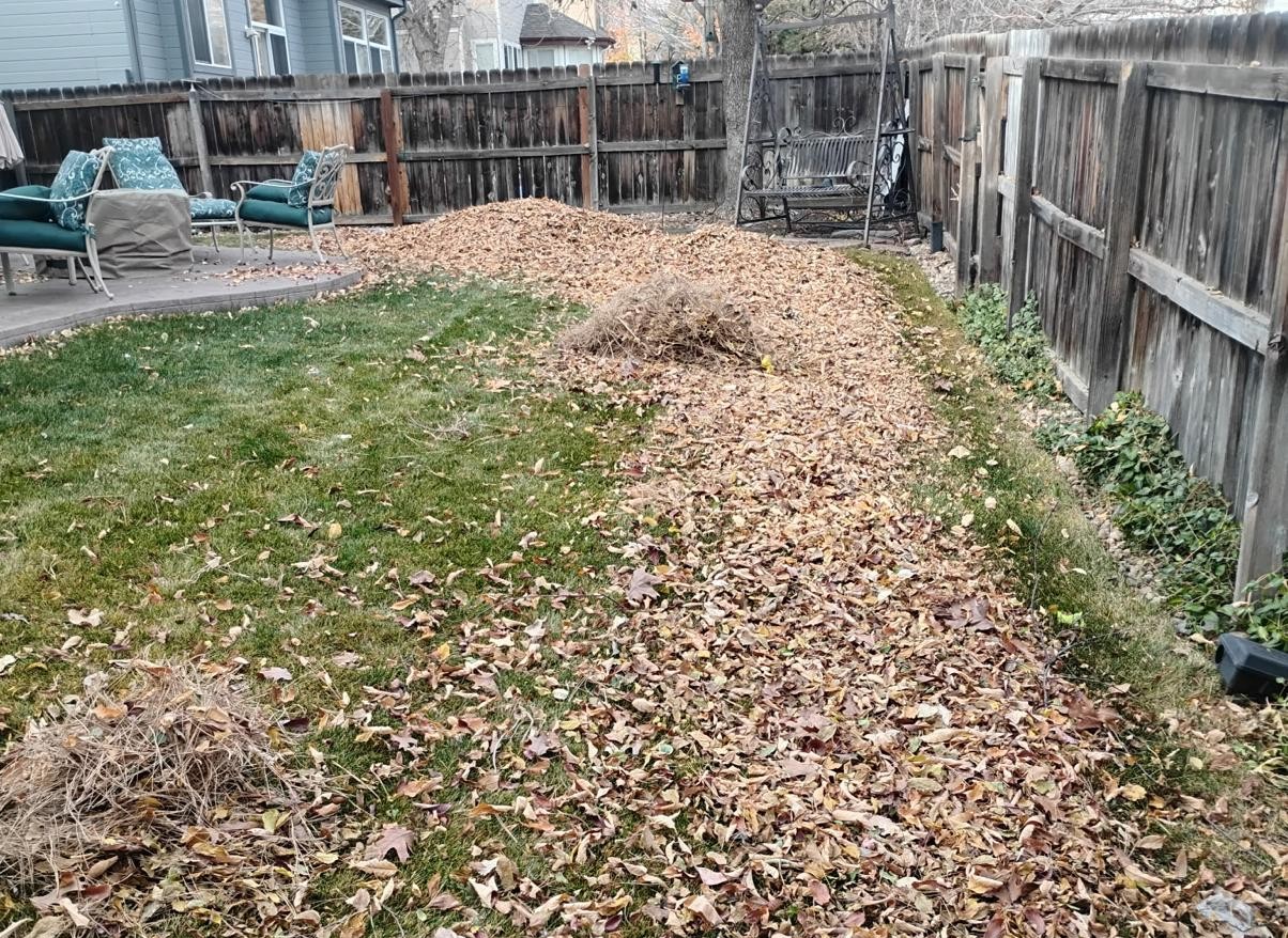 Seasonal Yard Cleanup - Before